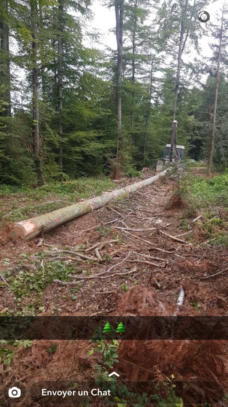 Débardage de bois dans le Jura — SAS POLYVIER